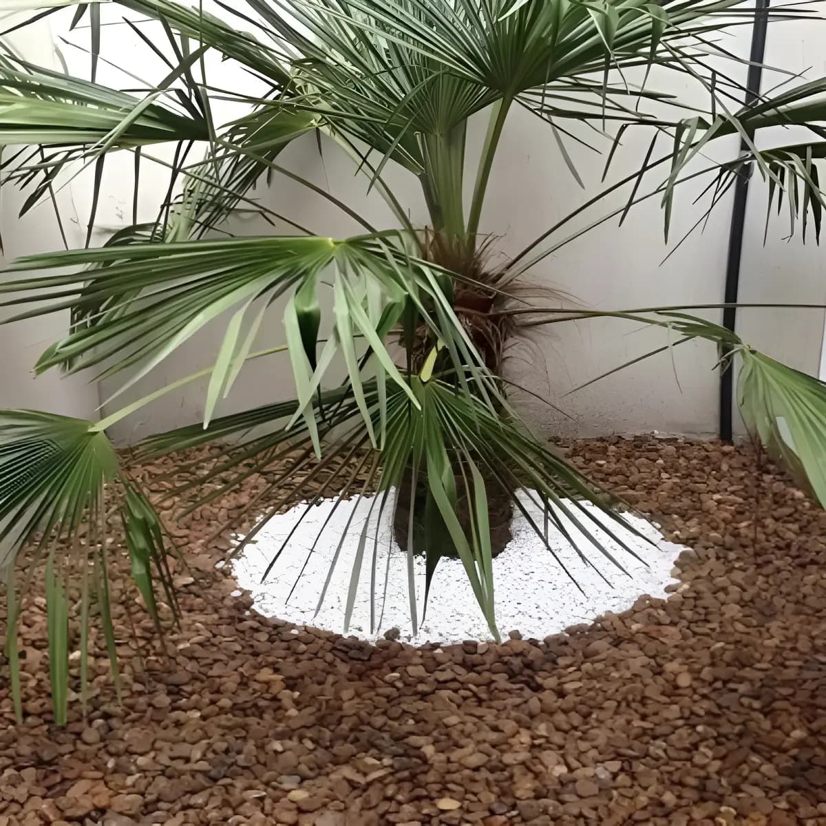 Seixo De Rio Natural Marrom Pedra Para Jardim E Vasos 9,5kg Marrom 1 Cm 7 Cm